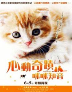小猫奇缘DVD