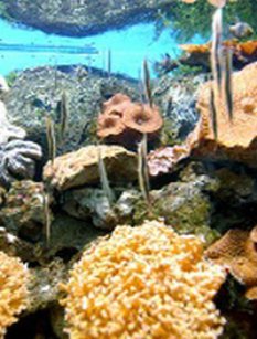 珊瑚鱼风景片